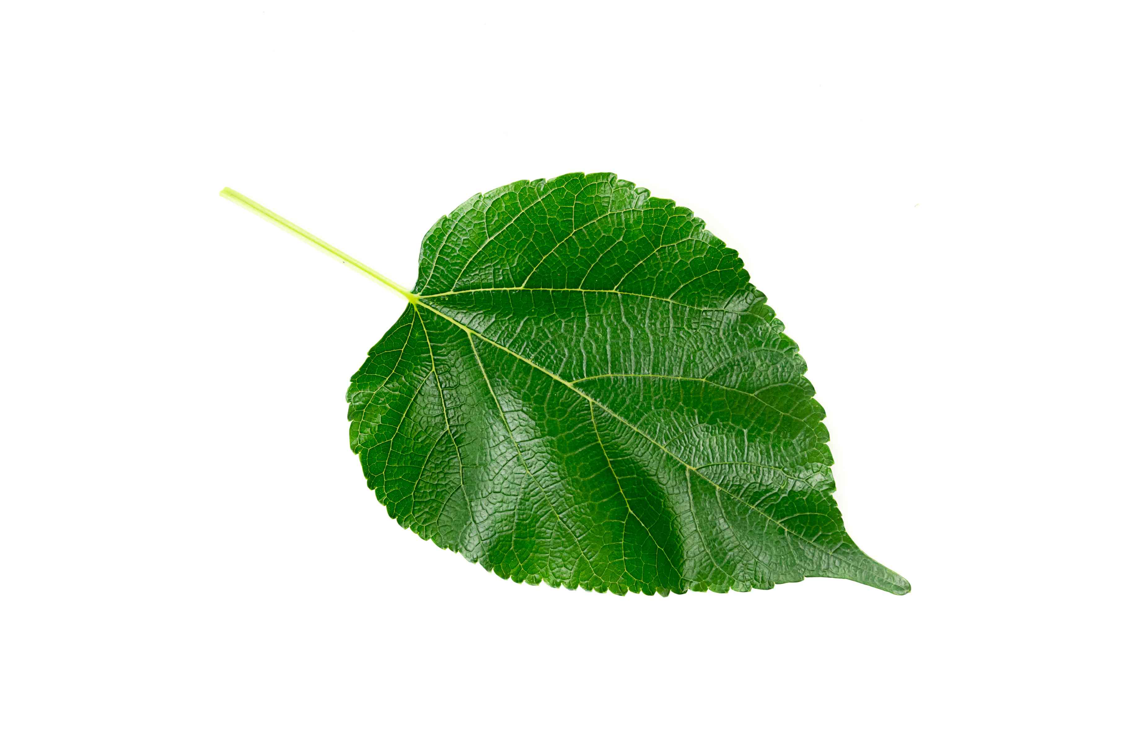 Mulberry leaves Wholesale Manufacturer & Supplier in India